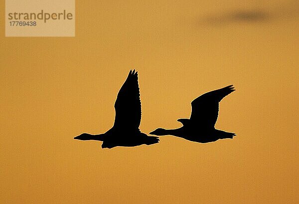 Rosafußgans (Anser brachyrhynchus) zwei  im Flug  Silhouette bei Sonnenaufgang  Norfolk  England  August