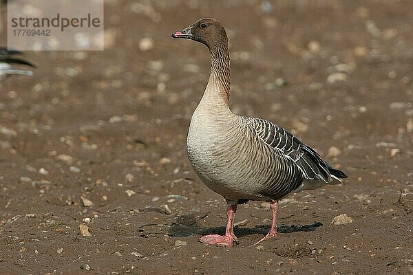 Rosafußgans (Anser brachyrhynchus) erwachsen  stehend auf Schlamm  Norfolk  England  Februar