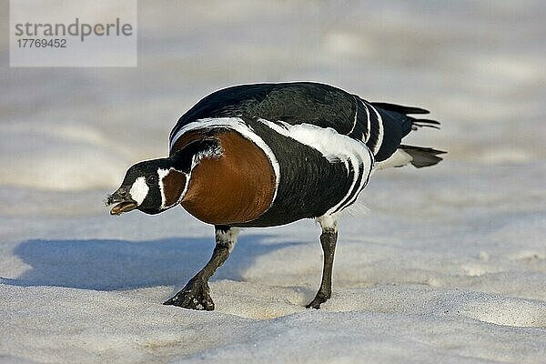 Rothalsgans (Branta reficollis) erwachsen im Schnee  fauchend  Bulgarien  Europa