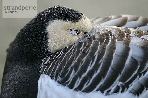 Erwachsene Nonnengans (Branta leucopsis)  Nahaufnahme des Kopfes  schlafend mit unter die Flügel gestecktem Schnabel  Januar (in Gefangenschaft)