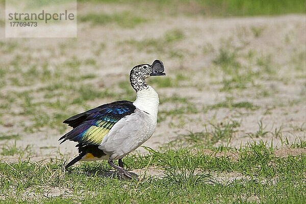 Knopfgans (Sarkidiornis melanotos melanotos) erwachsenes Männchen  wandernd  Okavango-Delta  Botswana  Afrika