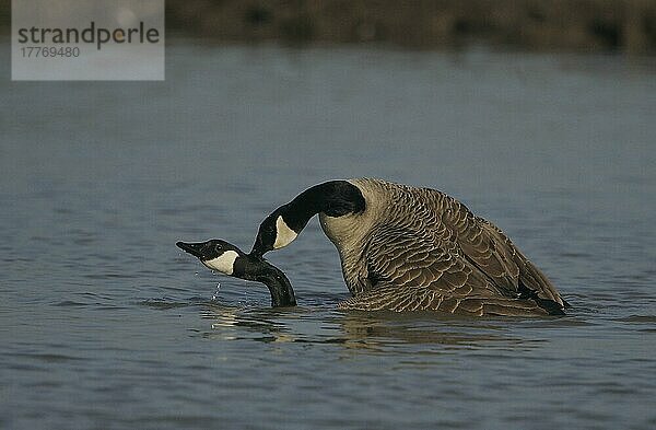 Kanadagans (Branta canadensis) erwachsenes Paar  Paarung im Wasser  Gloucestershire  England  Großbritannien  Europa