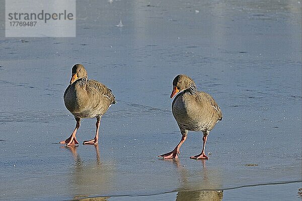 Greylag Goose (Anser anser) erwachsenes Paar  auf Eis gehend  Slimbridge  Gloucestershire  England  Dezember