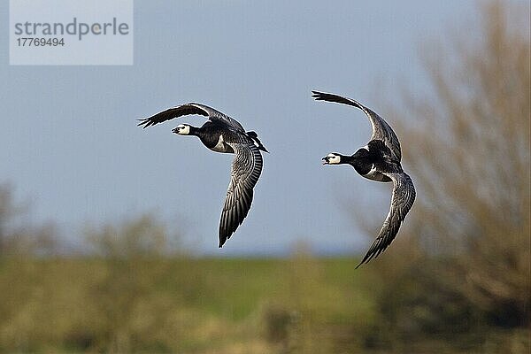 Nonnengans (Branta leucopsis) erwachsenes Paar  im Flug  Slimbridge  Gloucestershire  England  Marsch