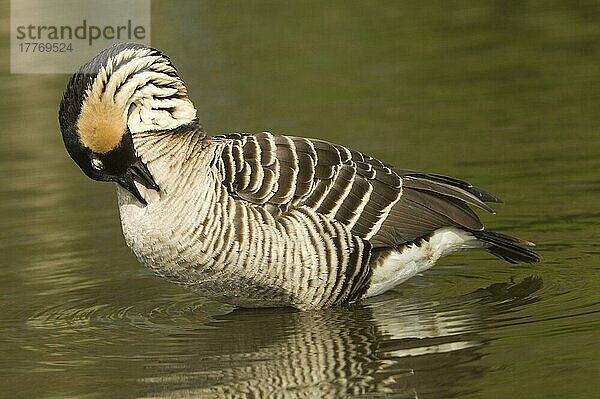 Erwachsene Hawaiigans (Branta sandvicensis)  im Wasser stehend  sich putzend  in Gefangenschaft