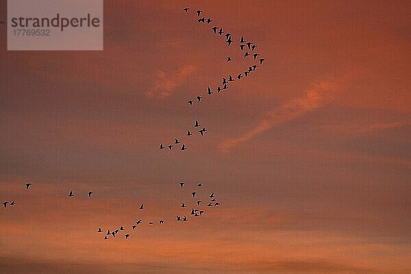 Rosafußgans (Anser brachyrhynchus)  Herde im Flug  V-Formation  bei Sonnenuntergang  Norfolk  England  Großbritannien  Europa