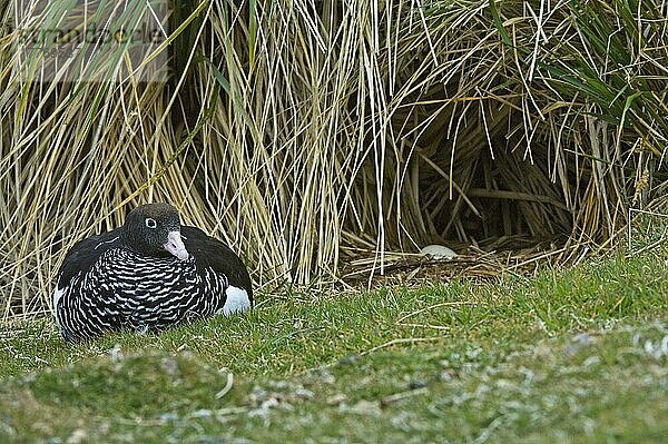 Kelpgans (Chloephaga hybrida)  erwachsenes Weibchen  ruht in der Nähe des Nestes unter Tussakgras  Carcass Island  West Falklands  Dezember