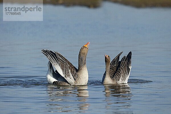 Greylag Goose (Anser anser)  erwachsenes Paar  auf Wasser  Warwickshire  England  Februar