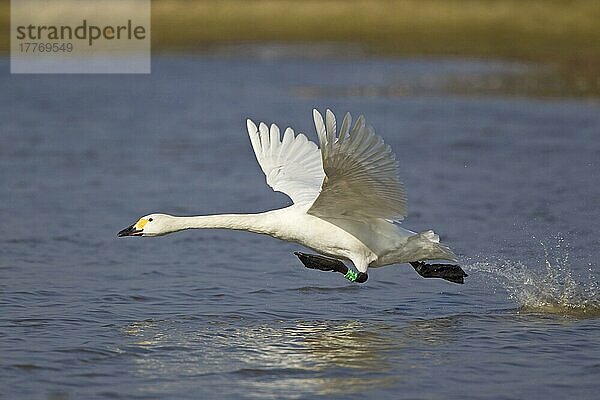 Zauberschwan (Cygnus bewickii)  erwachsen  mit Beinring  vom Wasser abhebend  Slimbridge  Gloucestershire  England  Marsch