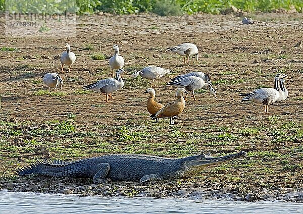 Gharial (Gavialis gangeticus) adult  am Ufer rastend  mit Stangenkopfgänsen und Rostgans  Chambal-Fluss  Rajasthan  Indien  Januar  Asien