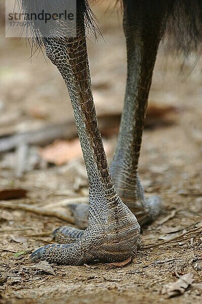 Südlicher Kasuar (Casuarius casuarius) erwachsen  Nahaufnahme der Füße und Beine  stehend im tropischen Fächerpalmenwald  Tam O'Shanter N. P. Queensland  Australien  August  Ozeanien