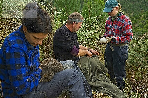 Biologen der Nordinsel Brown Kiwi (Apteryx mantelli) beim Entfernen von Eiern zum Schlüpfen in Gefangenschaft  Waimarino Forest  Raetihi  Nordinsel  Neuseeland  Ozeanien