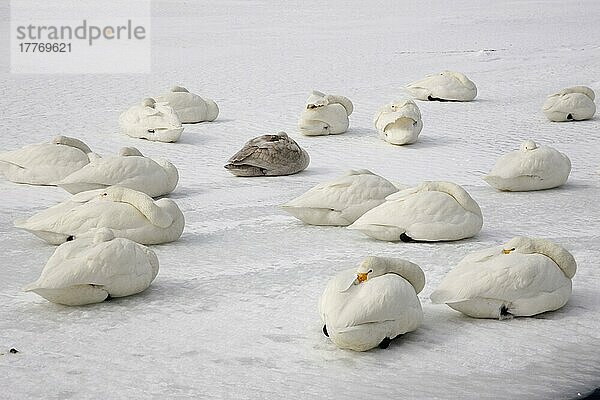Erwachsener und unreifer Singschwan (Cygnus cygnus)  Herde rastet auf gefrorenem See  Hokkaido  Japan  Winter  Asien