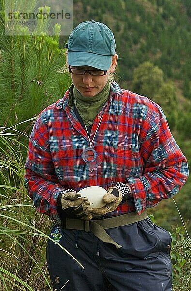 Biologe der Nordinsel Brown Kiwi (Apteryx mantelli) beim Entfernen von Eiern zum Schlüpfen in Gefangenschaft  Waimarino Forest  Raetihi  Nordinsel  Neuseeland  Ozeanien