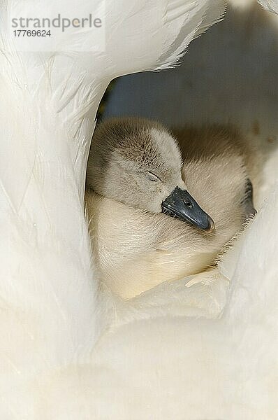 Höckerschwan (Cygnus olor)  auf dem Rücken eines erwachsenen Weibchens schlafend  Abbotsbury  Dorset  England  Großbritannien  Europa