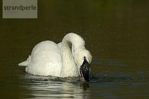 Erwachsener Trompeterschwan (Cygnus buccinator)  Fütterung an der Wasseroberfläche