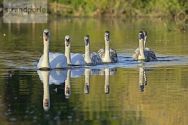 Höckerschwan (Cygnus olor) Erwachsene und Zygnetten  Familienschwimmen  Oxfordshire  England  Großbritannien  Europa