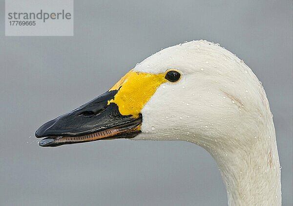 Erwachsener Zwergschwan (Cygnus bewickii)  Nahaufnahme des Kopfes  mit Wassertröpfchen  Gloucestershire  England  Winter