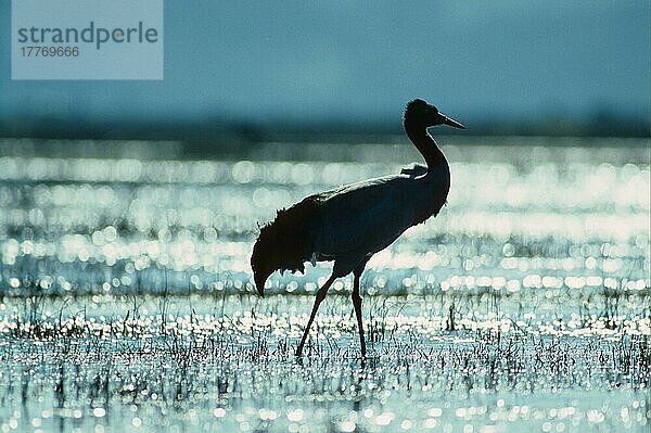 Schwarzhalskranich (Grus nigricollis) adult  wandert durch flaches Wasser  Grasmeer  Guizhou  China  Asien