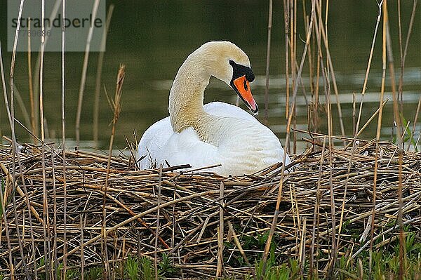 Höckerschwan (Cygnus olor) Erwachsener auf Nest sitzend  Großbritannien  Europa