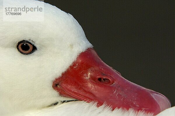 Coscoroba-Schwan (Coscoroba coscoroba) erwachsen  Nahaufnahme von Kopf und Schnabel