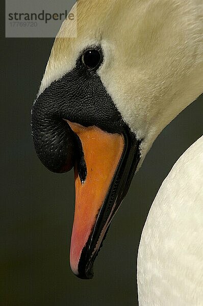 Höckerschwan (Cygnus olor)  Erwachsener  Nahaufnahme des Kopfes  Oxfordshire  England  Großbritannien  Europa