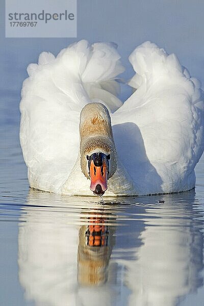 Höckerschwan (Cygnus olor)  erwachsenes Weibchen  trinkend  schwimmend am Teich  Suffolk  England  Dezember