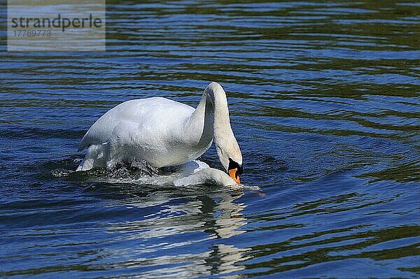 Höckerschwan (Cygnus olor) erwachsenes Paar  Paarungsreihenfolge  Paarung auf Wasser  Weibchen mit Kopf untergetaucht  Oxfordshire  England  April