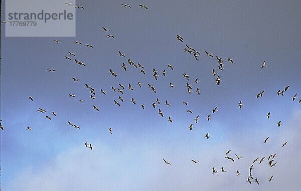 Mandschurenkranich  Mandschurenkraniche  Mandschuren-Kranich (Grus japonensis)  Kranich  Vögel  Tiere  Japanese Crane flock in flight