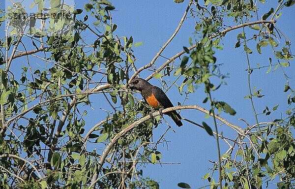 Rotbauchpapagei (Poicephalus rufiventris)  Rotbauchpapageien  Papageien  Tiere  Vögeln Orange-bellied Parrot Male  Kenya