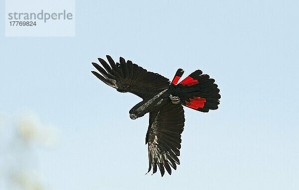 Rotschwanz-Schwarzkakadu (Calyptorhynchus banksii) erwachsen  im Flug  Queensland  Australien  Ozeanien