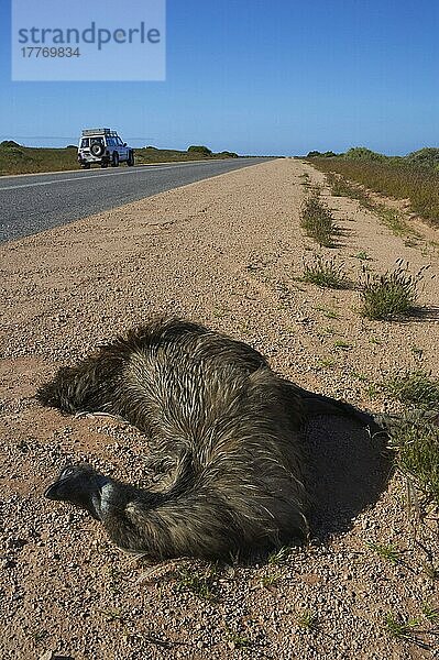 Emu (Dromarius novaehollandiae) erwachsenes Verkehrsunfallopfer  tot neben der Straße  Westaustralien