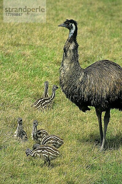 Emu (Dromaius novaehollandiae) erwachsener Mann  mit Küken  Australien  Ozeanien