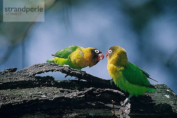 Mischling  Papageien  Tiere  Unzertrennliche  Vögel  Fischer's/Yellow- Collared Lovebird Hybrid (Agapornis fischeri x personata)
