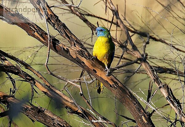 Türkis-Papagei (Neophema pulchella)  erwachsenes Männchen  in totem Baum sitzend  Südost-Queensland  Australien  Dezember  Ozeanien