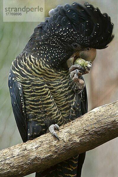 Rotschwanz-Schwarzkakadu (Calyptorhynchus banksii) erwachsenes Weibchen  fütternd  Australien  in Gefangenschaft  Ozeanien