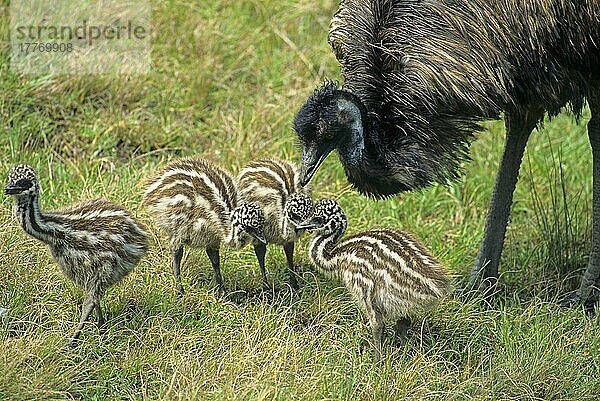 Emu (Dromaius novaehollandiae) erwachsener Mann  mit Küken  Australien  Ozeanien