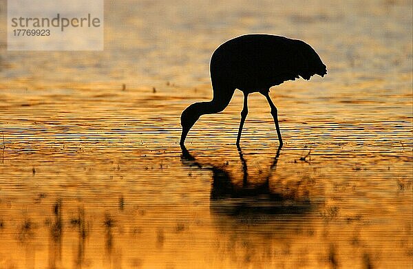 Kanadakranich  Kanadakraniche (Grus canadensis)  Kranich  Vögel  Tiere  Sandhill Crane Feeding in water  silhouette at sunset  Bosque  New Mexico (U.) S. A