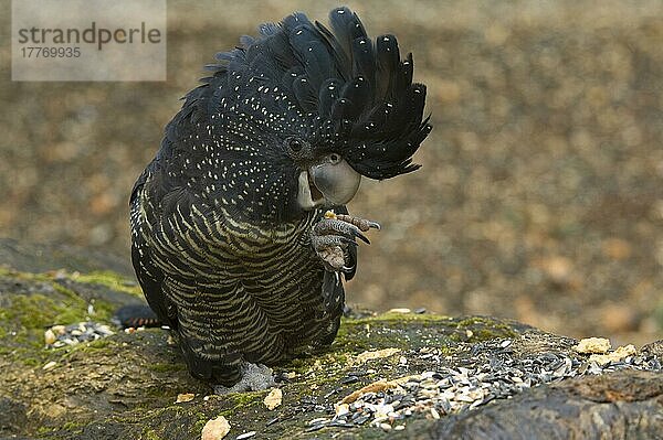 Rotschwanz-Schwarzkakadu (Calyptorhynchus banksii) erwachsenes Weibchen  fütternd  Australien  in Gefangenschaft  Ozeanien