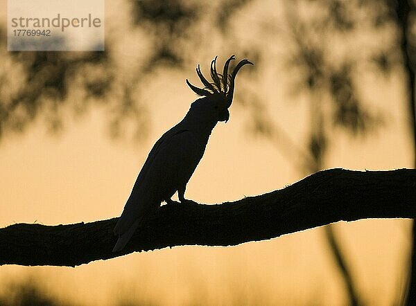 Schwefelhaubenkakadu (Cacatua galerita)  erwachsen  auf einem Ast sitzend  Silhouette bei Sonnenuntergang  Miles  Queensland  Australien  Ozeanien