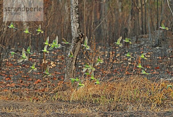 Mischherde aus Rotbrustsittich (Psittacula alexandri fasciata) und Blütenkopfsittich (Psittacula roseata juneae) im Flug über kürzlich verbranntes Gebiet  Thatboey  Kambodscha  Januar  Asien