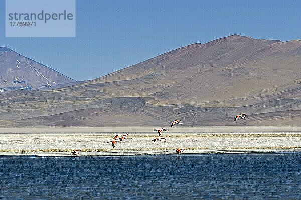 Chilenischer Flamingo (Phoenicopterus chilensis)  Schwarm  im Flug  Landung im Salzsee Habitat in 3800m Höhe  Laguna Santa Rosa  Parque Nacional Nevado Tres Cruces  Atacama Region  Chile  Südamerika