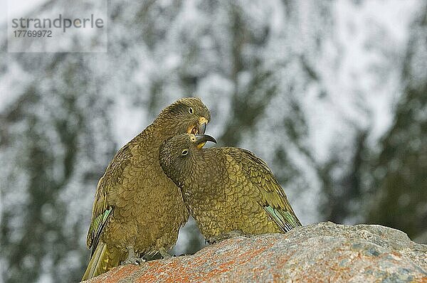 Kea (Nestor notabilis) erwachsenes Paar  Preening  Arthurs-Pass  Südalpen  Südinsel  Neuseeland  Ozeanien