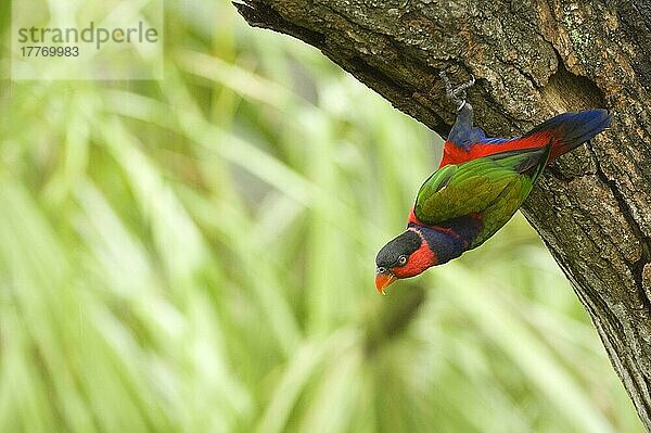 Erwachsene Schwarzkappenlori (Lorius lory)  an Baumrinde haftend