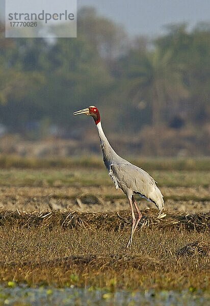 Saruskranich (Grus antigone) Erwachsener  stehend im Feld  Rajasthan  Indien  Januar  Asien