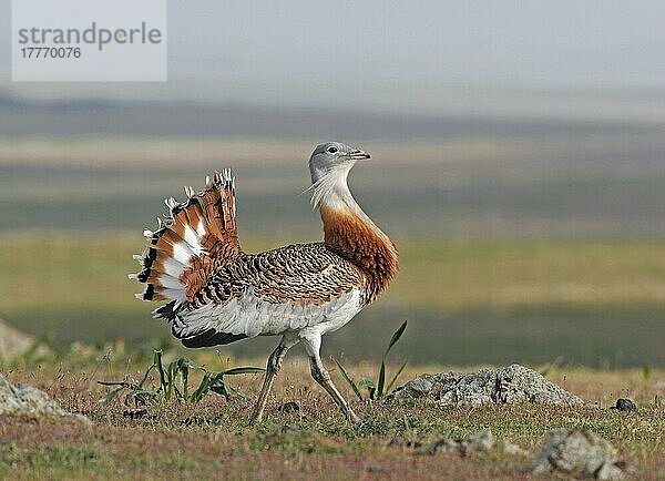 Großtrappe (Otis tarda)  erwachsenes Männchen  auf Bergrücken wandernd  Extremadura  Spanien  Europa