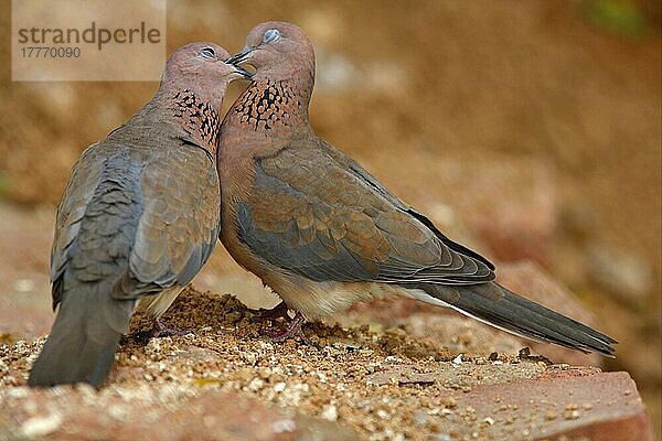 Lachende Taube (Streptopelia senegalensis)  erwachsenes Paar  gegenseitige Pracht  Sharm-El-Sheikh  Sinai-Halbinsel  Ägypten  Februar  Afrika
