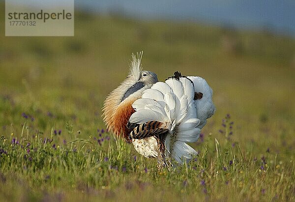 Großtrappe (Otis tarda)  erwachsenes Männchen  in voller Schaumbad-Ausstellung  Extremadura  Spanien  April  Europa