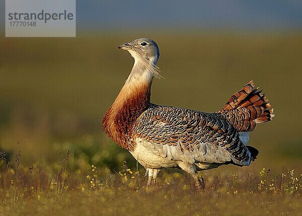 Großtrappe (Otis tarda) erwachsener Mann  wandernd  Extremadura  Spanien  April  Europa