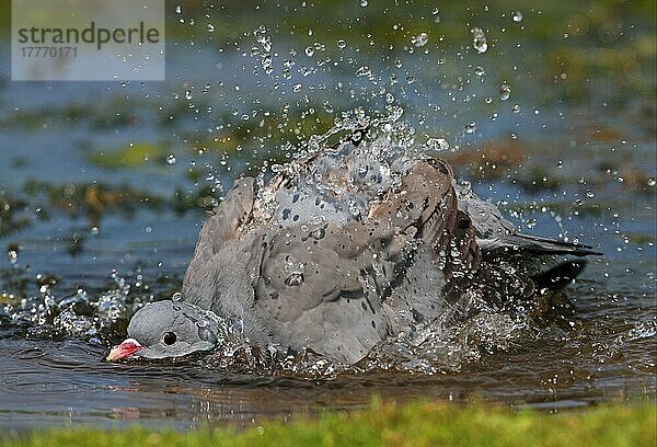 Hohltaube  Hohltauben (Columba oenas)  Tauben  Tiere  Vögel  Stock Dove adult  bathing in pond  splashing water  Norfolk  England  july